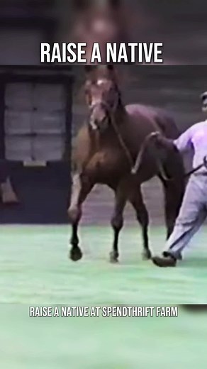 Raise A Native (sired by Native Dancer, out of Raise You) at Spendthrift Farm. He was undefeated in 4 starts and retired early due to injury in 1963. His notable progeny includes Alydar, Majestic Prince, Mr Prospector, Crowned Prince, and Exclusive Native.