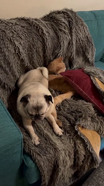 Unlikely Companions: My Pug and Cat's Cozy Cuddle Moment