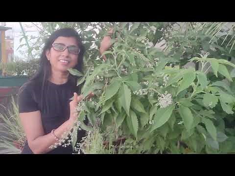 Complete information about Nirgundi(Indrani) divine medicinal plant || five leaved chaste plant i...