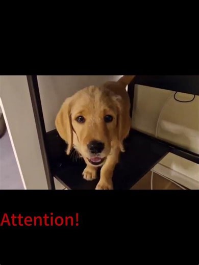 He Makes My Footrest His Bed... Until This Happens! 😆🐶