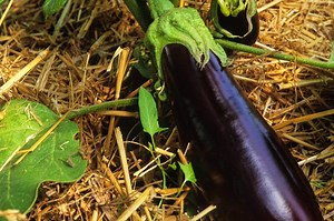 How To Prepare Soil For A Garden - 2 Different Ways