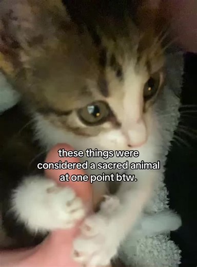 Cute Cat Refuses to Let Me Text!