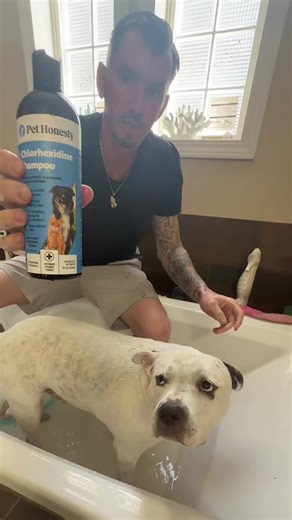 Effective Chlorhexidine Shampoo for Itchy Dogs