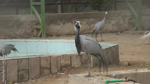 common crane, also known as the Eurasian crane, is a bird of the family Gruidae, the cranes. slow motion 120fps video clip