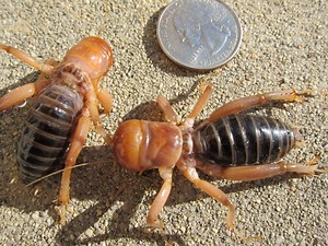 Two children of the earth photographed next to a quarter