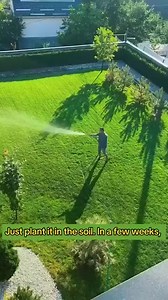 🌿 Dreaming of the perfect lawn? Make it a reality with our Four Seasons Evergreen Dwarf Grass Seed! 🌱 Easy to grow, drought-resistant, and lush green all year long. 🌞🍂 Start transforming your outdoor space today! 🏡 | Garden Grow