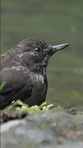 The Songbird That Dives Like a Kingfisher!