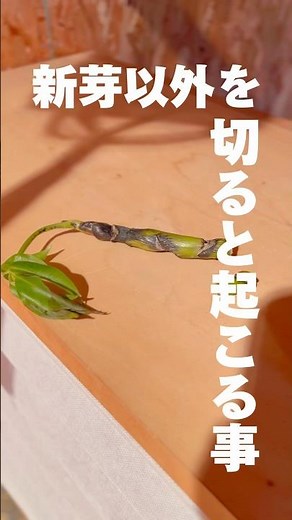 【観葉植物】新芽以外をカットすると、こうなります。 #ツピタンサス #植物 #houseplants #ツピダンサス