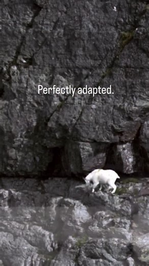 This is a few seconds from a much longer story. The full film is live on YouTube. GRITTY Films 📺 | Brian Call: Gritty