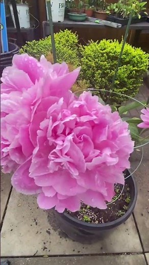 Hardy Perrenial Pink Peony/Bouquet Flowers/Bridal Flowers