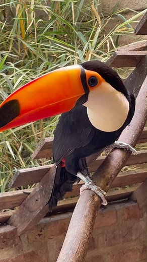 El tucán (Ramphastos toco) tiene el pico apróximadamente de 19cm de largo, lo utilizan para atrapar sabrosos bocados y ofrecerlos a sus parejas en el ritual de apareamiento, además de fruta los tucanes comen insectos y en ocasiones pequeños pájaros, huevos o lagartos. Los tucanes suelen juntarse en bandadas de 6 miembros, anidan en los huecos de los árboles y normalmente ponen de 2 a 4 huevos al año, tanto la hembra como el macho cuidan de ellos. Ven y conoce las historias de #NuestrosHéroes al