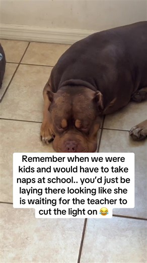 Can I pet dat dog #dogsoftiktok #cutedogs #adorable #relatable #rememberwhen