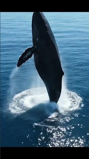 Epic Whale Breach | Stunning Drone View of a Whale Jumping Out of the Ocean