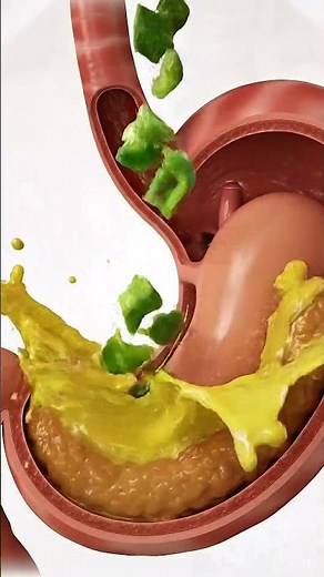 This is how bell pepper gets digested #anatomy #digestion #foodscience