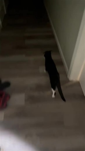 Greedy Mr Meow #lebron #cat #kitty #fyp #cutecats