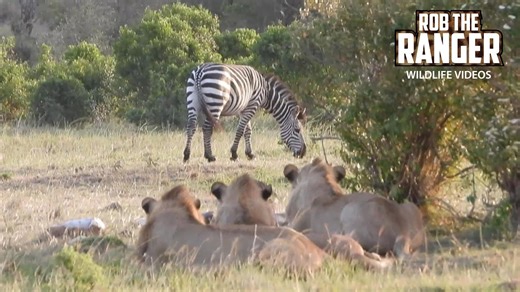 Lions appear too lazy to hunt on Zebra Plains