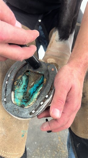 Effective Hoof Care Tips for Preventing Thrush in Horses