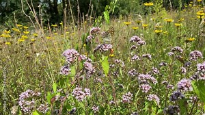 Silver-washed Fritillary butterfly (Argynnis paphia) moving around on a light pink flower in Zurich, Switzerland with bees and a Meadow Brown Butterfly in the background