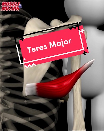 Teres Major muscle #muscleandmotion #functionaltraining #anatomy #teresmajor