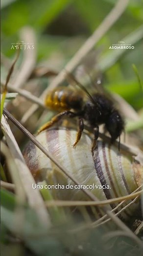 Una madre abeja haría cualquier cosa por proteger a sus crías 🐝 | NATIONAL GEOGRAPHIC ESPAÑA