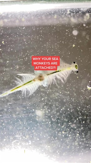 Understanding Seamonkeys: Tips for Breeding and Care