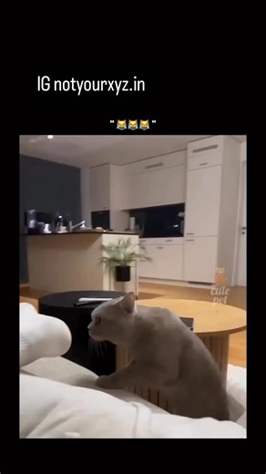 Mew4t | This video shows a domestic cat displaying a classic alert-and-startle response, which is rooted in feline biology and survival instincts.... | Instagram