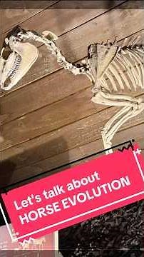 Let's talk about horse evolution... again 🙄🐴