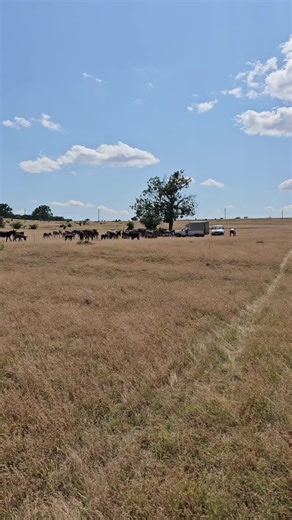 Ferma de măgari a lui Alex de la Topolog