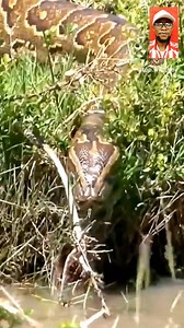 Reticulated Python | General Hub