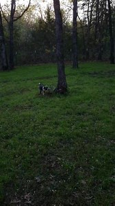 6.4K views · 2K reactions | As we are ending our Friday evening the seniors are unwinding and having a little fun! 殺 Can you name any of the seniors? Have a great evening!  | Whispering Willows Senior Dog Sanctuary, Inc. | Facebook