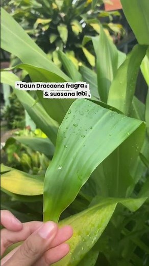 “Lewat daun Dracaena fragrans, kita mulai jaga bumi dari rumah”