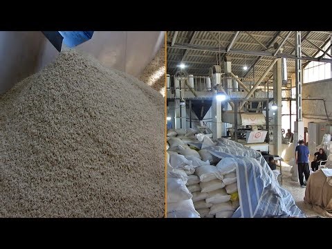 Steps To Convert Paddy Into White Rice | Paddy And Rice Processing Mill | Rice Milling