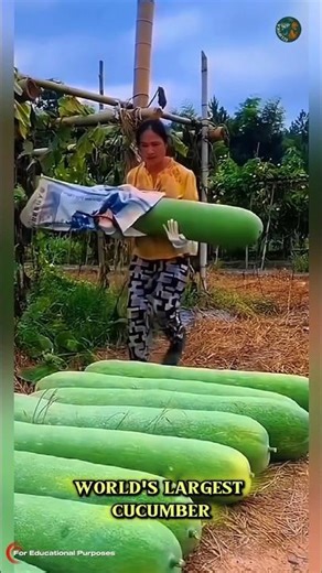 How Chinese Farmers Grow Cucumbers on Banana Trees. #documentary#usashorts#fyp