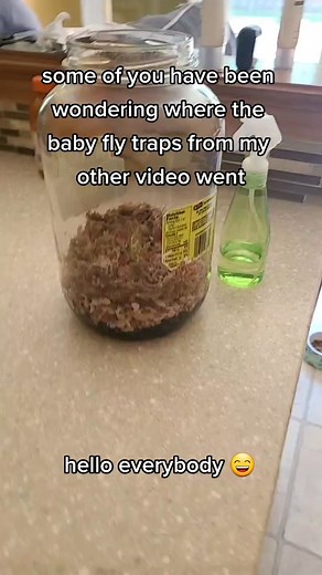 Venus Fly Trap Terrarium Update and Care Tips