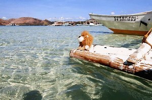 When it's time to get away, come to The Funny Lion to stay and play! Enjoy our discounted rates by booking on our website (http://bit.ly/TFLReadySetSale2019) and it will surely make your day! Booking period: February 25 - March 3, 2019 Travel period: March 1 - September 30, 2019 except peak dates *Rates are exclusive of taxes and service charge. Rooms subject to availability. #RoaringAdventures #ReadySetSale www.thefunnylion.com | The Funny Lion - Coron