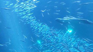 Bat rays use their wing-like pectoral fins to majestically glide through the water. Bat rays can be seen in our Open Sea habitat, located in Passages of the Deep. You can also tune into our live Shark Cam to view bat rays, sharks, and more: https://aquarium.org/live-cameras/shark-cam/ | Oregon Coast Aquarium