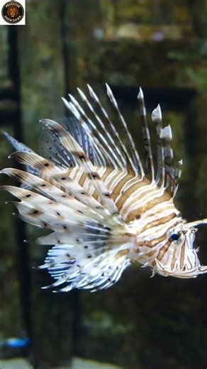Lionfish: The Beautiful Killer of the Ocean | lion fish