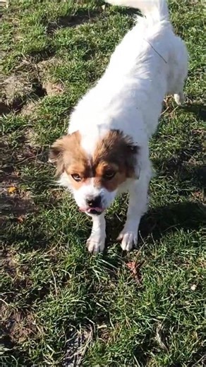 Prezentam cateii nostri #rata #rață #rațe #rate #creșterea păsărilor #fyp #fypviral