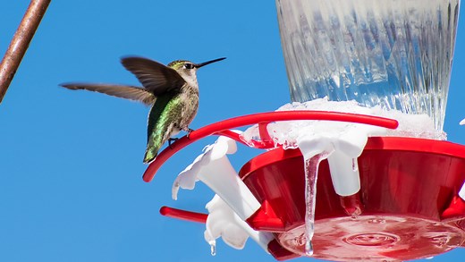 The Best Ways To Keep Your Hummingbird Feeder From Freezing As Temperatures Drop - House Digest