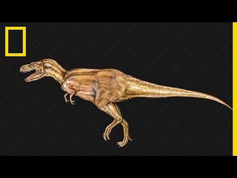 Tout comprendre sur : l'évolution des dinosaures