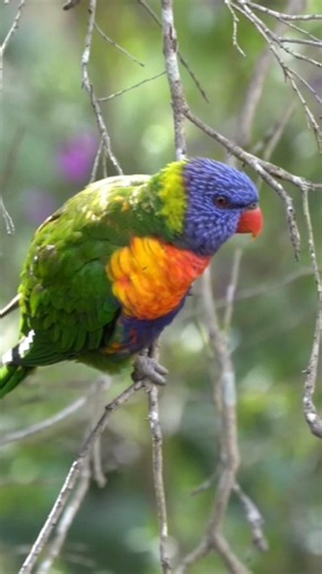 pretty bird #shorts