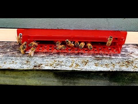 Hive Beetle Problems Are Gone With This Tool, Guardian