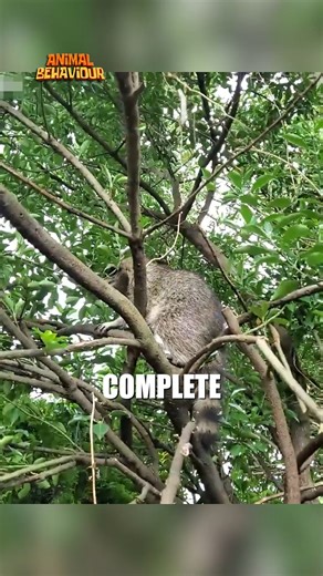 Man Gently Rescues a Raccoon Stuck Between Two Fences #AnimalRescue #Wildlife #Kindness #Raccoon #GoodDeeds | Animals Behavior