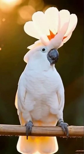 Graceful White Cockatoo Dancing in 4K | Elegant Crest Display | Cute & Relaxing Bird Dance#Cockatoo