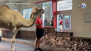 Man takes rescue camel to In-N-Out drive-thru in Las Vegas because she 'loves french fries'