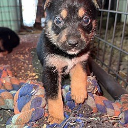 Morriston, FL - Basenji/Beagle. Meet Puppy a Pet for Adoption - AdoptaPet.com