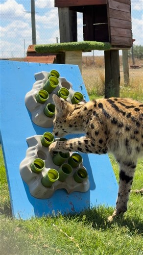 15K views · 161 reactions |  Enrichment Time with Our Servals ...