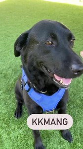 1.6K views · 36 reactions | AVAILABLE FOR ADOPTIONStay tuned for...