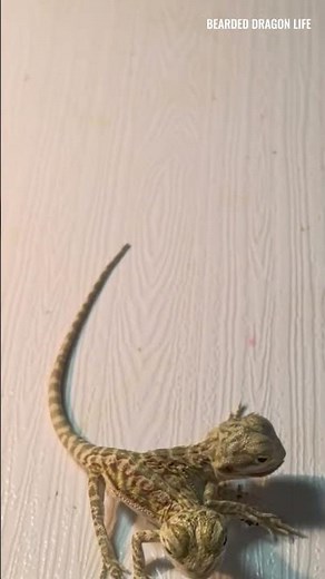 They’ve Grown Up and Can Eat on Their Own #reptiles #beardeddragon #lizard