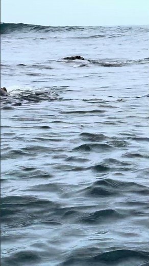 Galapagos - approaching the island with the mating turtles - nature POV up close
